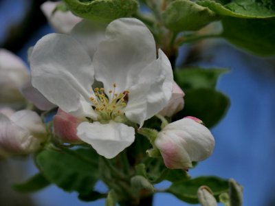 Weisser Klarapfel Freilichtmuseum Roscheider Hof Blüte H10