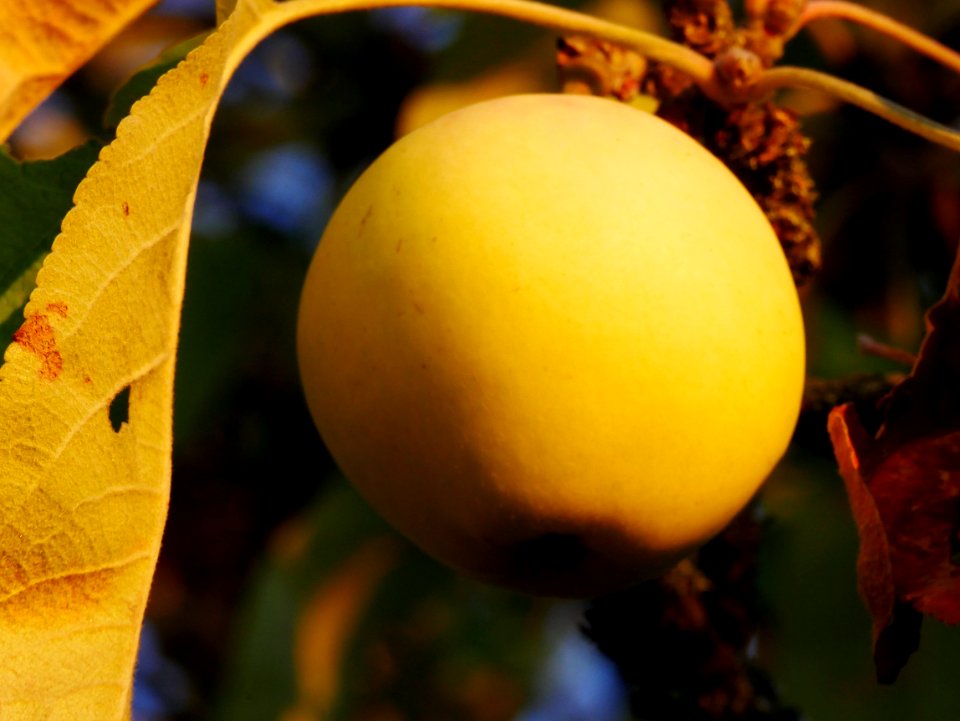 Weisser Klarapfel Freilichtmuseum Roscheider Hof Frucht H15