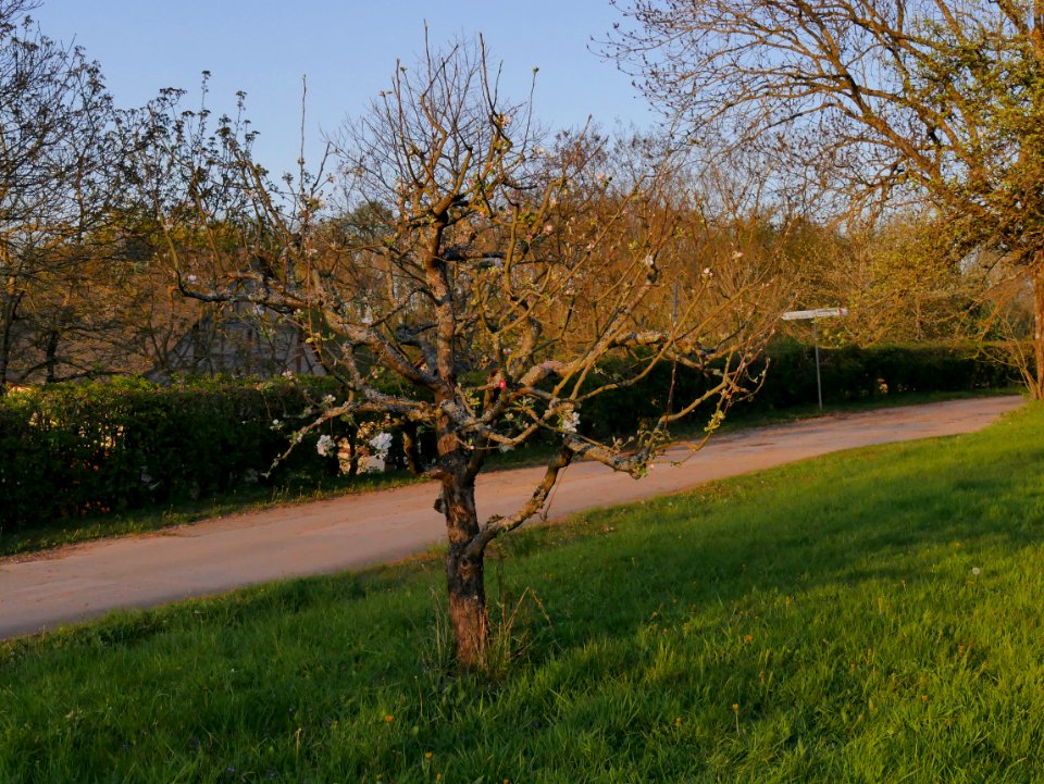 Weisser Klarapfel Freilichtmuseum Roscheider Hof Ganzer Baum H2