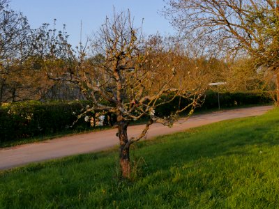 Weisser Klarapfel Freilichtmuseum Roscheider Hof Ganzer Baum H2