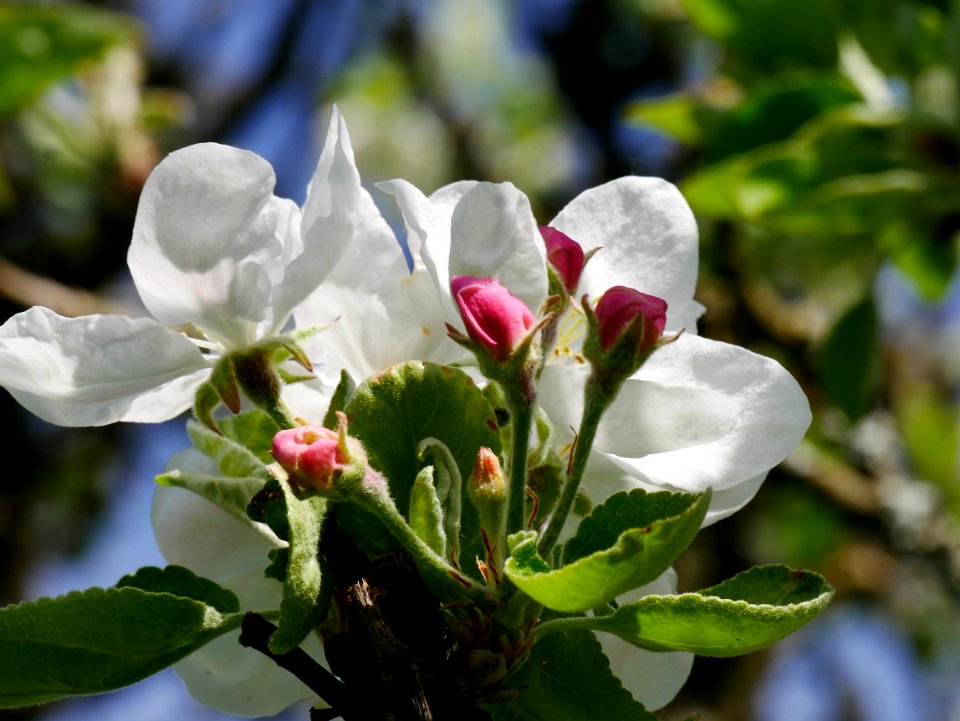 Weisser Klarapfel Freilichtmuseum Roscheider Hof Blüte H7
