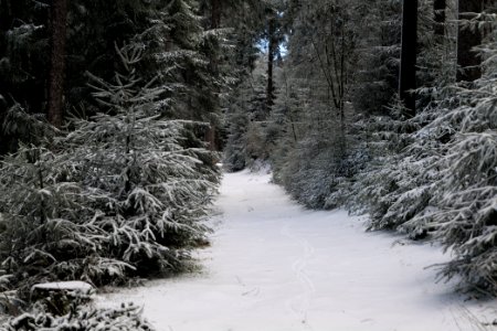Weilquellpfad Taunus with snow 2021-04-06 25