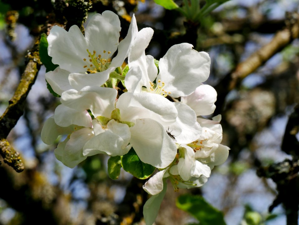 Weisser Klarapfel Freilichtmuseum Roscheider Hof Blüte H8