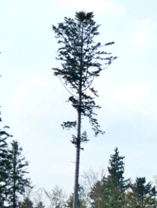 Weiss-Tanne Passau