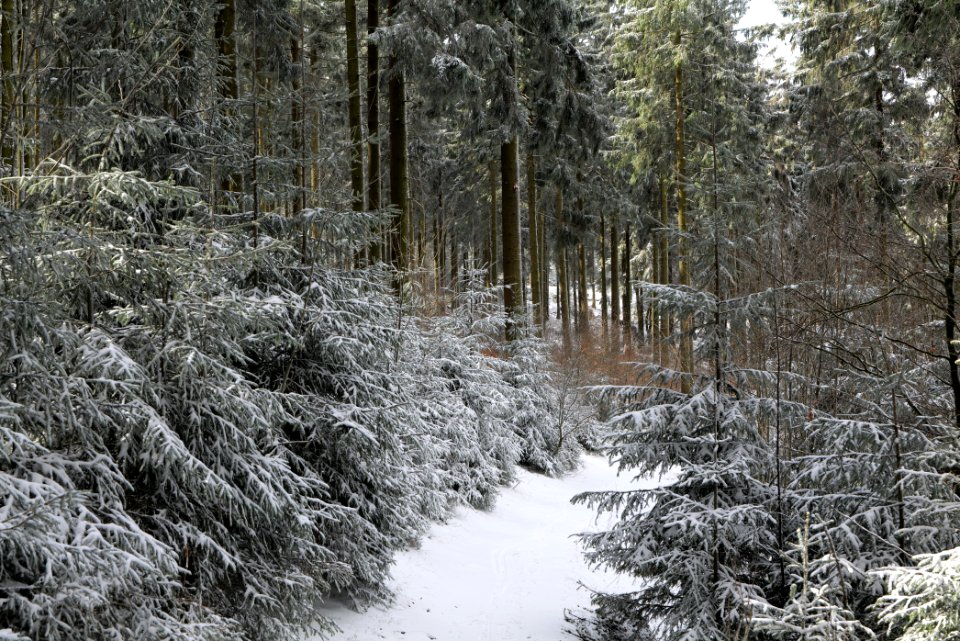 Weilquellpfad Taunus with snow 2021-04-06 13