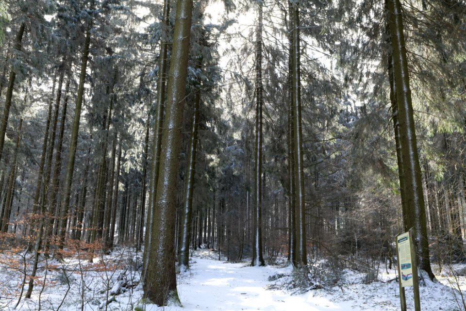 Weilquellpfad Taunus with snow 2021-04-06 01