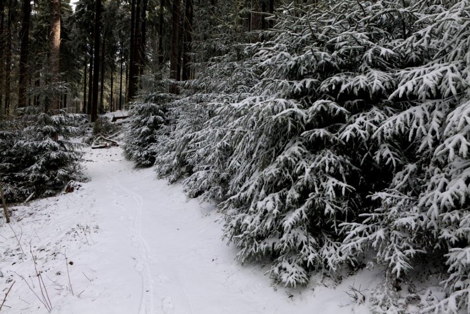 Weilquellpfad Taunus with snow 2021-04-06 11