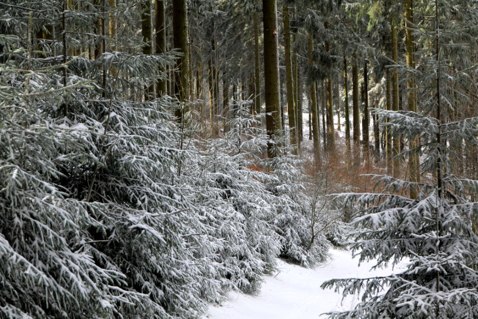 Weilquellpfad Taunus with snow 2021-04-06 12