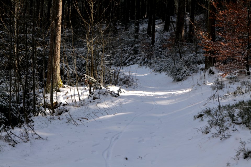 Weilquellpfad Taunus with snow 2021-04-06 06