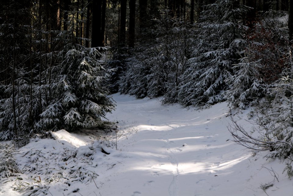 Weilquellpfad Taunus with snow 2021-04-06 09