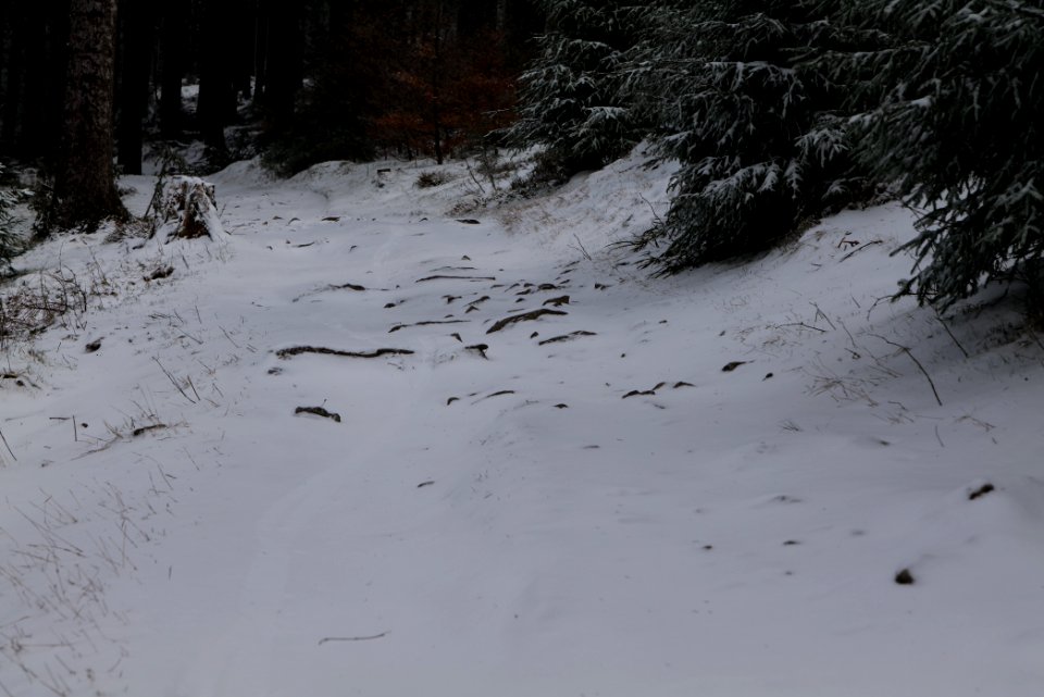 Weilquellpfad Taunus with snow 2021-04-06 21