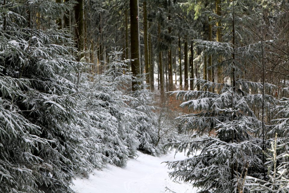 Weilquellpfad Taunus with snow 2021-04-06 16