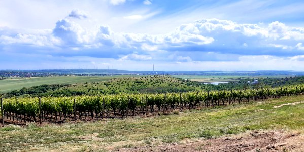 Weinbau MansfelderSeen