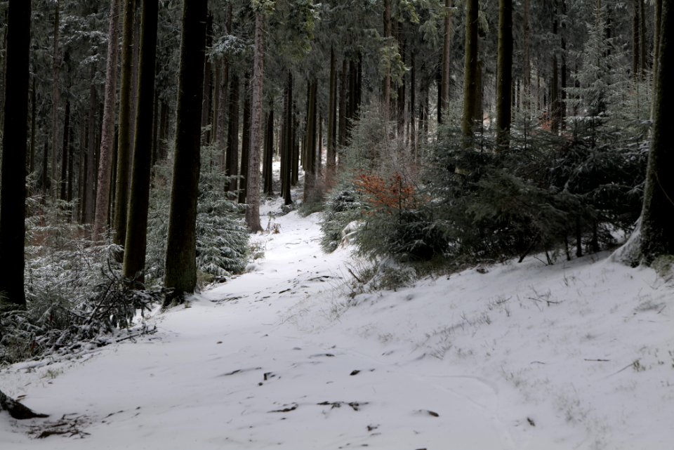 Weilquellpfad Taunus with snow 2021-04-06 18