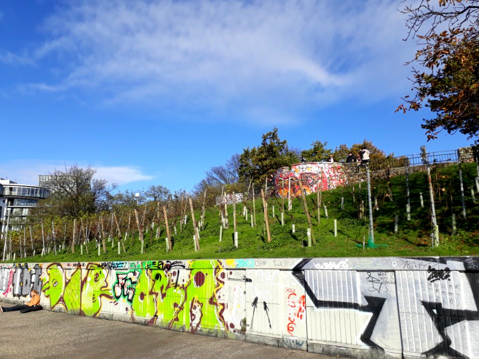 Weinberg auf dem Stintfang