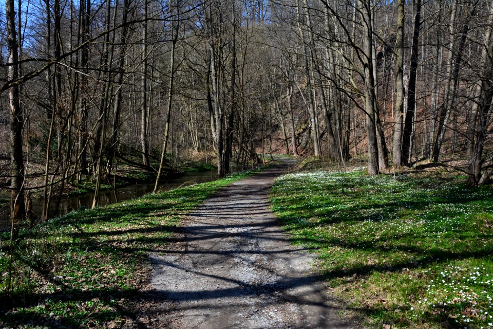Weg im Seifersdorfer Tal (4)