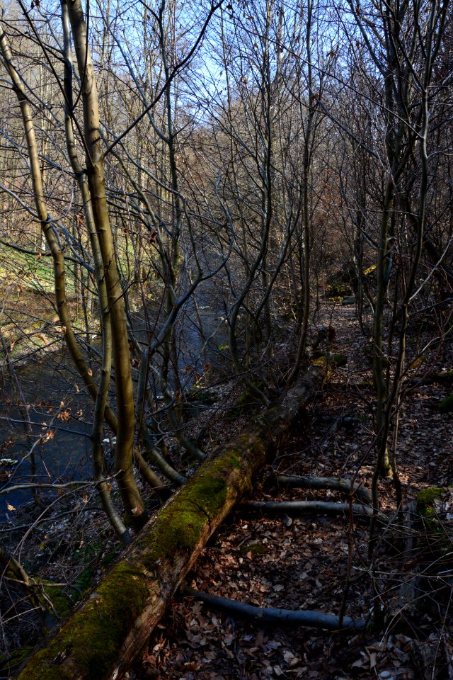 Weg im Seifersdorfer Tal umgeknickte Buchen