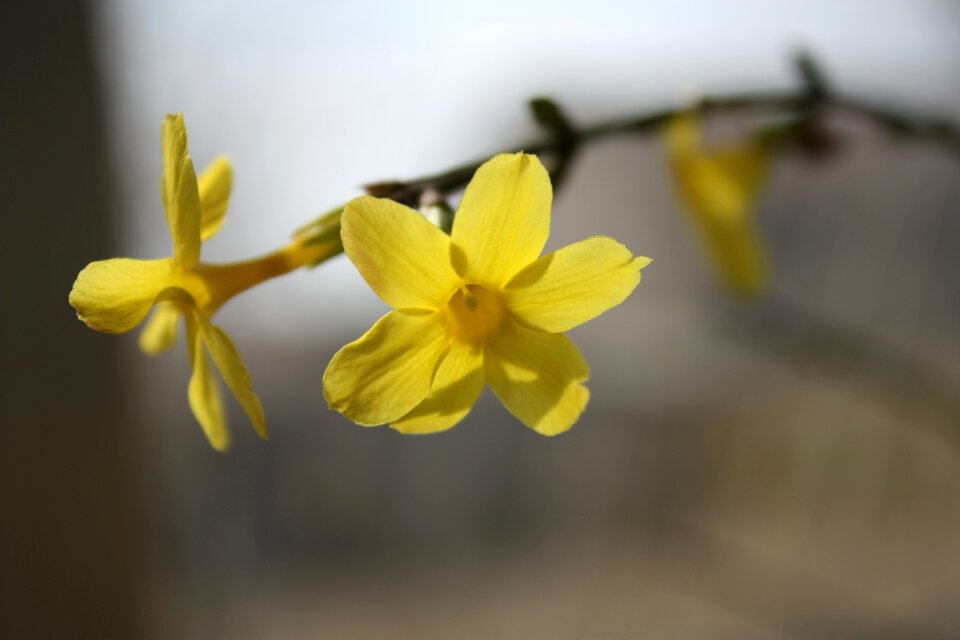 Winter jasmine macro dog head