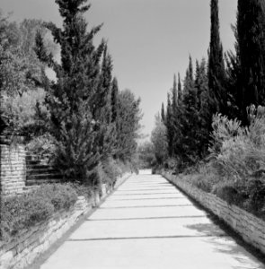 Weg met beplanting op de begraafplaats te Rehovot waar Chaim Weizmann begraven i, Bestanddeelnr 255-3917