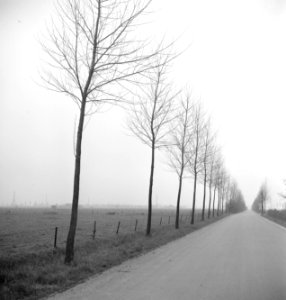 Wegen, bomen, Bestanddeelnr 251-8747