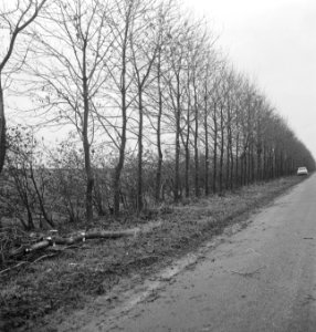 Wegen, bomen, bermen, Bestanddeelnr 253-5408