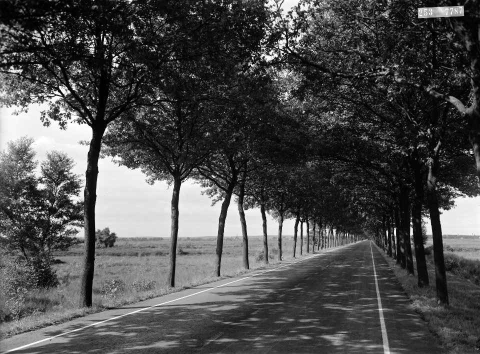 Wegen, bomen, wegbeplantingen, Bestanddeelnr 253-7787