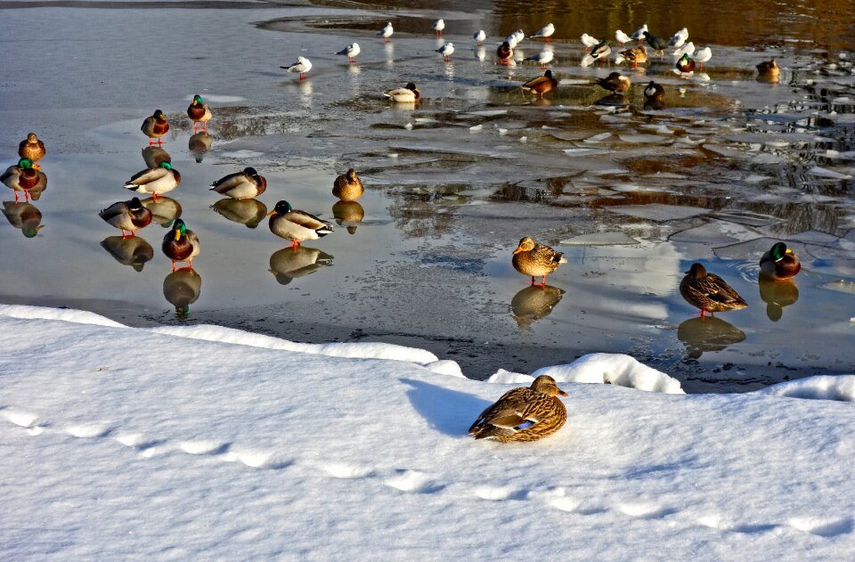 Frozen ice snow photo