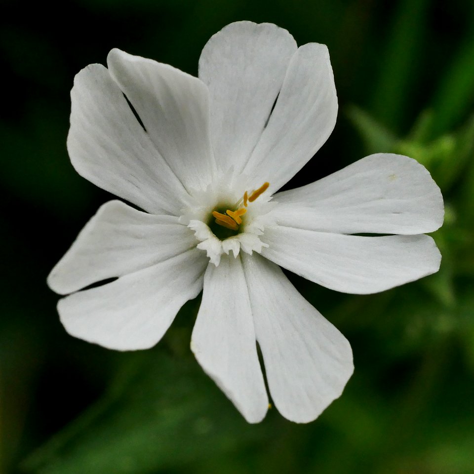 Weisse Lichtnelke H1