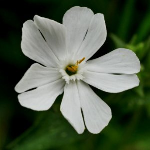 Weisse Lichtnelke H1