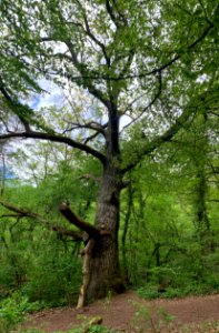 Wehrley von Runkel, Ibacheiche