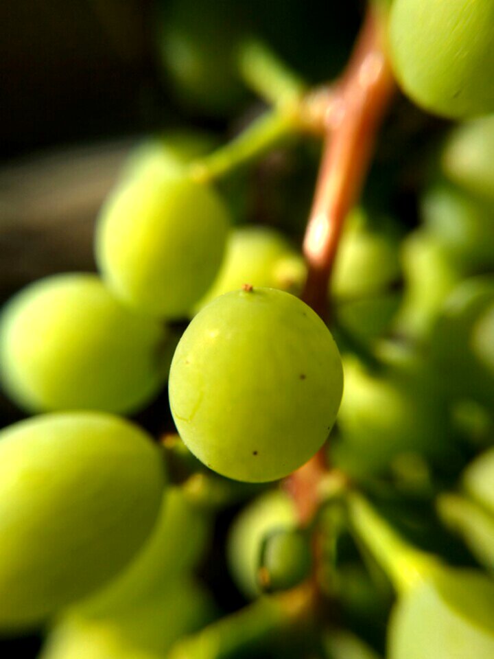 Green wine fruit