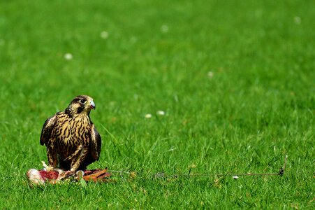 Raptor bird of prey animal