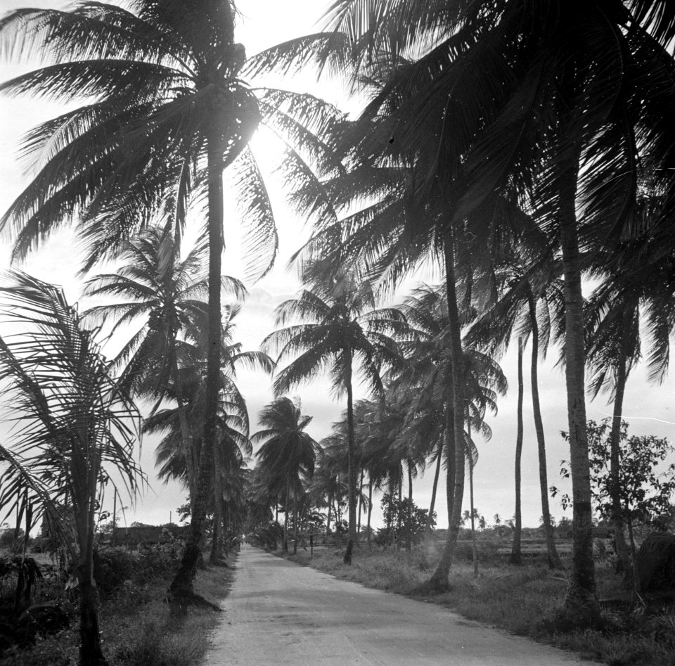 Weg met palmen in Suriname, Bestanddeelnr 252-6416