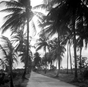 Weg met palmen in Suriname, Bestanddeelnr 252-6416
