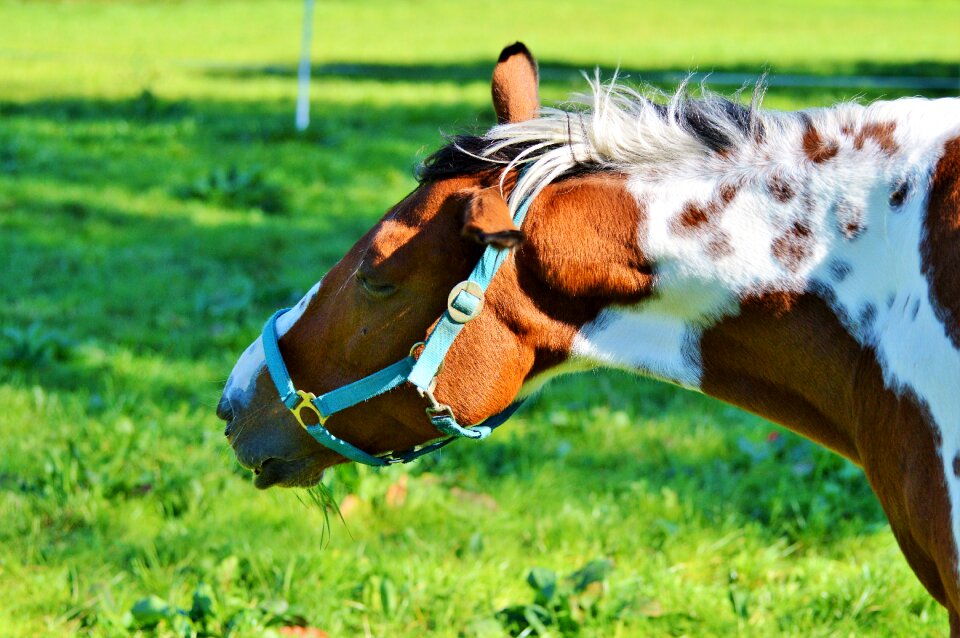 Equestrian coupling animal