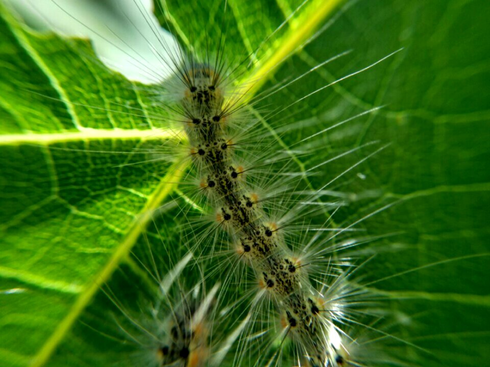 Green bug animal