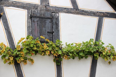 Climber plant ornament rural