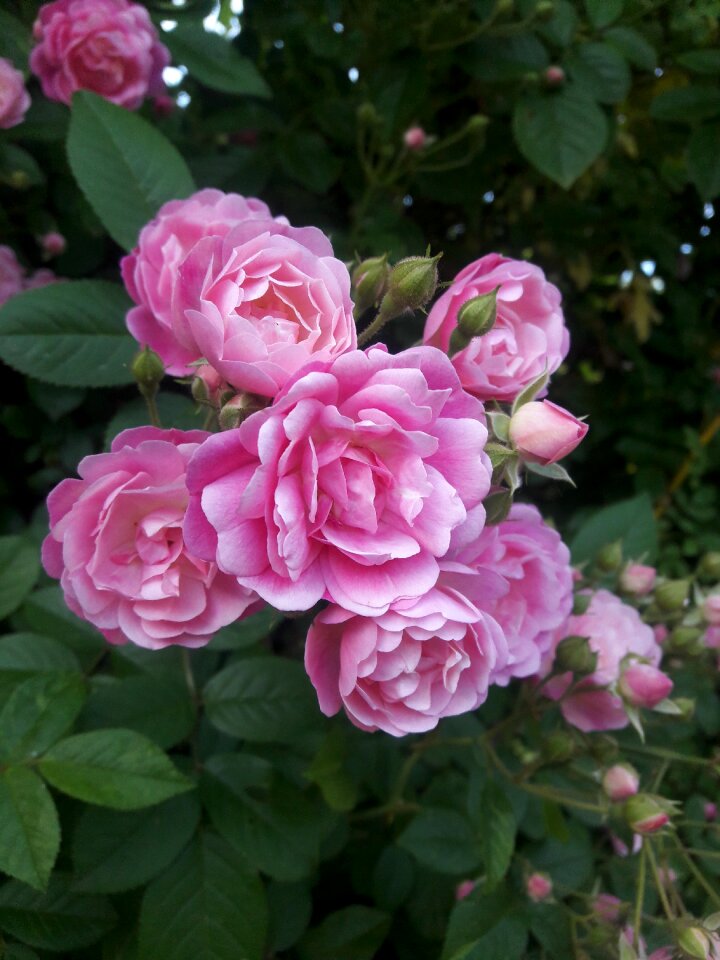 Flowers pink flower rose flower