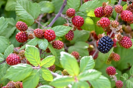 Berry freshness leaf