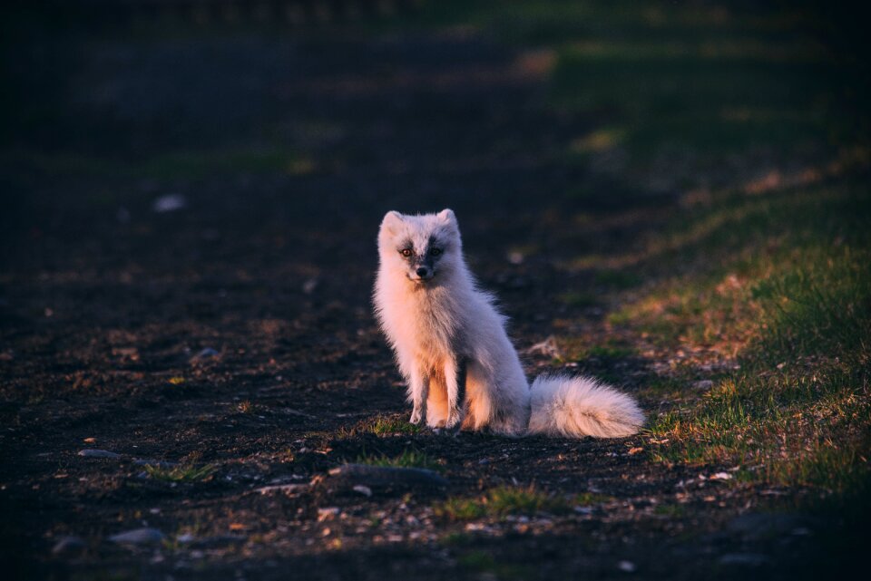 Field outdoor wildlife