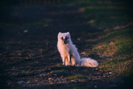 Field outdoor wildlife