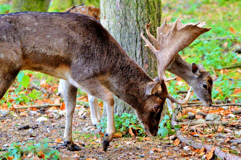 Forest wild animal damm wild