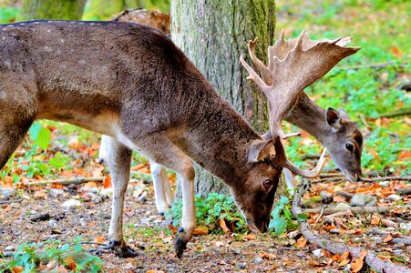 Forest wild animal damm wild
