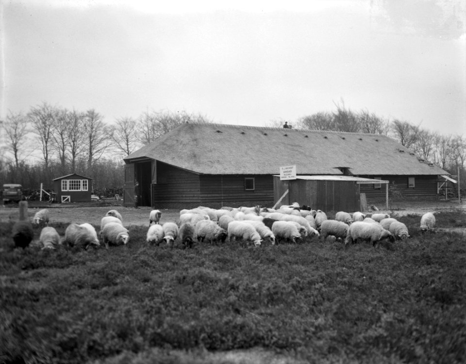 Weer schaapskudde op heide Laren, Bestanddeelnr 906-8728