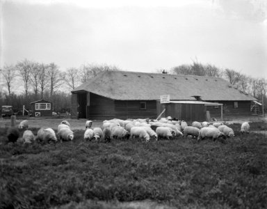 Weer schaapskudde op heide Laren, Bestanddeelnr 906-8728