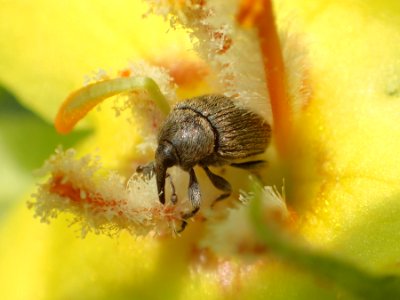 Weevil on yellow flower