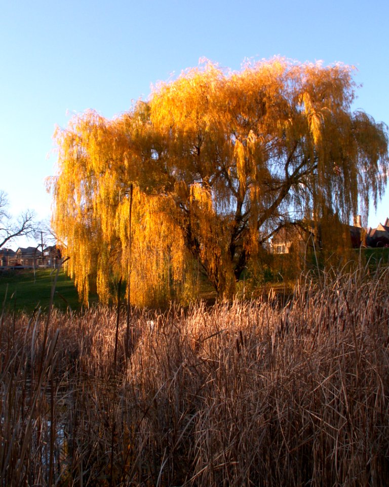 Weeping willow and cattails, Homewood Cemetery, 2020-11-10, 01