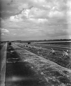 Weg bij Den Haag met korenschoven in de middenberm, Bestanddeelnr 901-8740