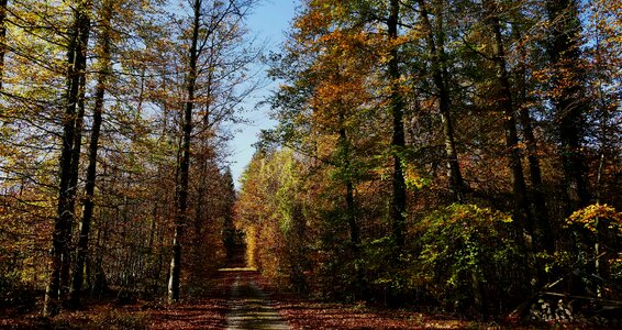Autumn sun light