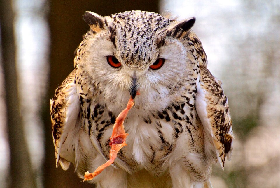 Bird feather eagle owl